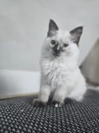 Ragdoll koťátka s PP