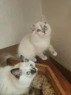 Ragdoll koťátka s PP