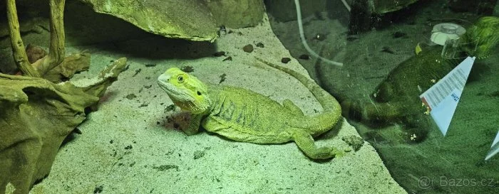 Agama Vousatá 2 samice