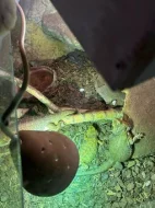 Agama Vousatá 2 samice