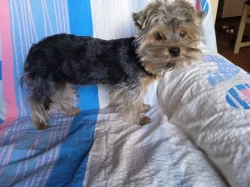 Jorkšírský teriér