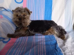 Jorkšírský teriér