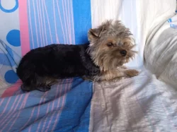 Jorkšírský teriér