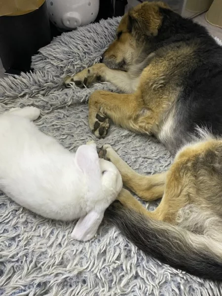 Zakrslý králík beránek