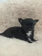 Čivava krátkosrstý pejsek