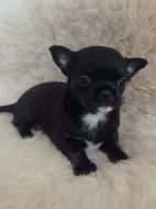 Čivava krátkosrstý pejsek