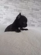 Čivava krátkosrstý pejsek