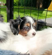 Malý kontinentální španěl Phalene, ne papillon