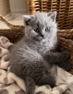 Britské kotě kocour/kočka