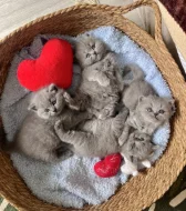 Britské kotě kocour/kočka