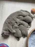 Britské kotě kocour/kočka