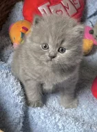 Britské kotě kocour/kočka