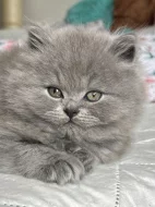 Britské kotě kocour/kočka