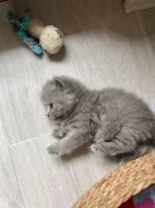 Britské kotě kocour/kočka