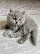 Britské kotě kocour/kočka