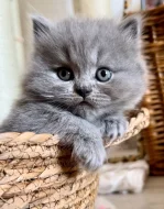 Britské kotě kocour/kočka