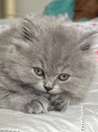 Britské kotě kocour/kočka