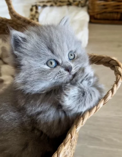 Britské kotě kocour/kočka