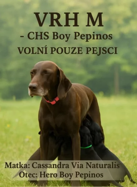 Nabídka štěňat německého krátkosrstého ohaře