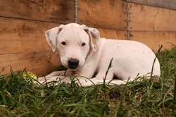 Americký pitbulteriér