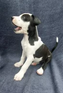 Americký pitbulteriér