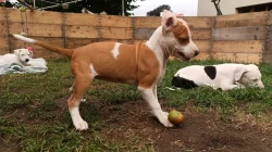 Americký pitbulteriér