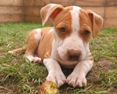 Americký pitbulteriér