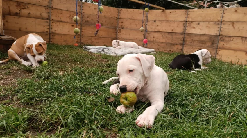 Americký pitbulteriér