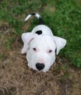 Americký pitbulteriér