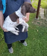 Německý krátkosrstý ohař