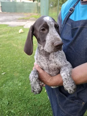 Německý krátkosrstý ohař