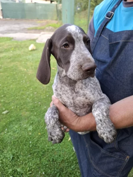 Německý krátkosrstý ohař