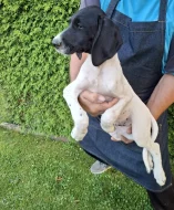 Štěňata německého krátkosrstého ohaře s PP