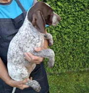 Štěňata německého krátkosrstého ohaře s PP