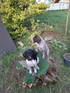 Štěňata německého krátkosrstého ohaře s PP