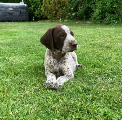 Štěňata německého krátkosrstého ohaře s PP