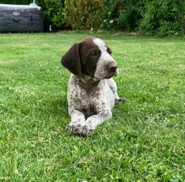 Štěňata německého krátkosrstého ohaře s PP