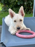 skotský teriér- štěňátka