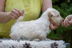 skotský teriér- štěňátka