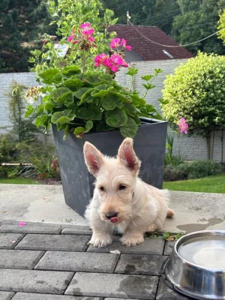 skotský teriér- štěňátka