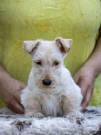 skotský teriér- štěňátka