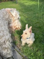 skotský teriér- štěňátka