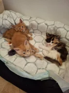 Prodám koťata Mainské mývalí