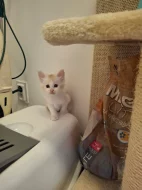 Prodám koťata Mainské mývalí