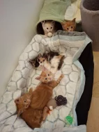 Prodám koťata Mainské mývalí