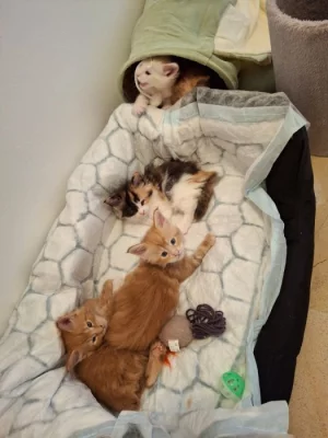 Prodám koťata Mainské mývalí