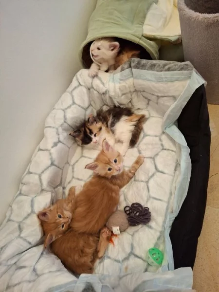 Prodám koťata Mainské mývalí