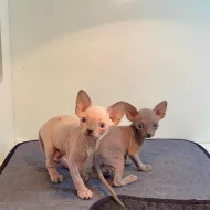 Zdraví koťátka plemene Sphynx (samec a samice) hledají nové domovy