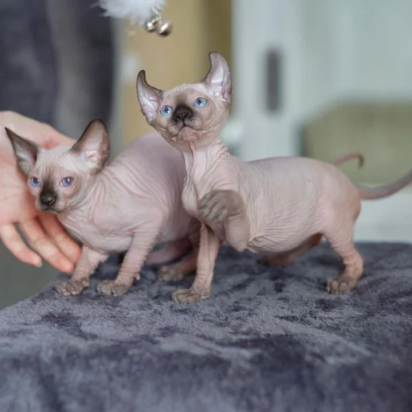 Zdraví koťátka plemene Sphynx (samec a samice) hledají nové domovy