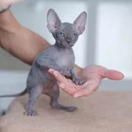 Zdraví koťátka plemene Sphynx (samec a samice) hledají nové domovy